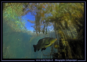 Tench passing by.... by Michel Lonfat 